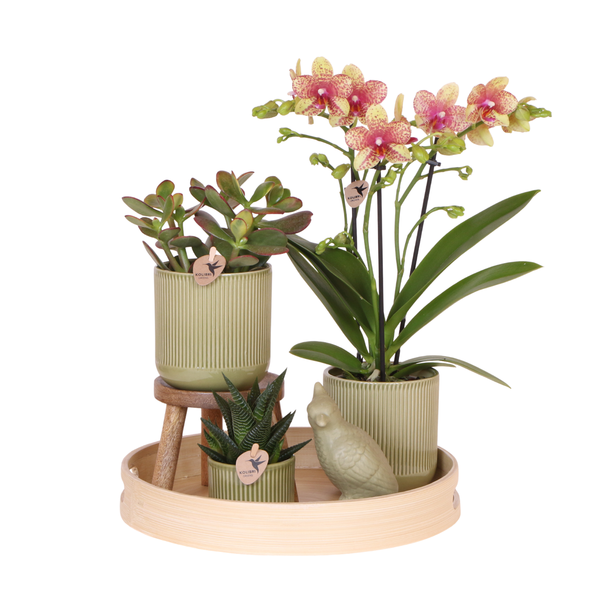 Orchidée Phalaenopsis jaune orangé Mineral Grosseto et 2 succulentes - coffret Flare vert - pot Ø9 cm