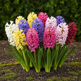 Green boutiQ - Blumenzwiebeln - Hyazinthen-Mix - Verschiedene Farben - 10 Stück - Zwiebelgröße 14/15 - XXL Pack