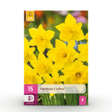 Green boutiQ - Blumenzwiebeln - Narzisse Carlton - Farbe Gelb - 15 Stück - Zwiebelgröße 12/14 - XXL Pack
