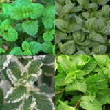 Green boutiQ - Staudenbeet-Paket - Teekräuter - 8 Stauden - 1 m2 - Verschiedene Farben - Wenig Pflege - Topf 11cm