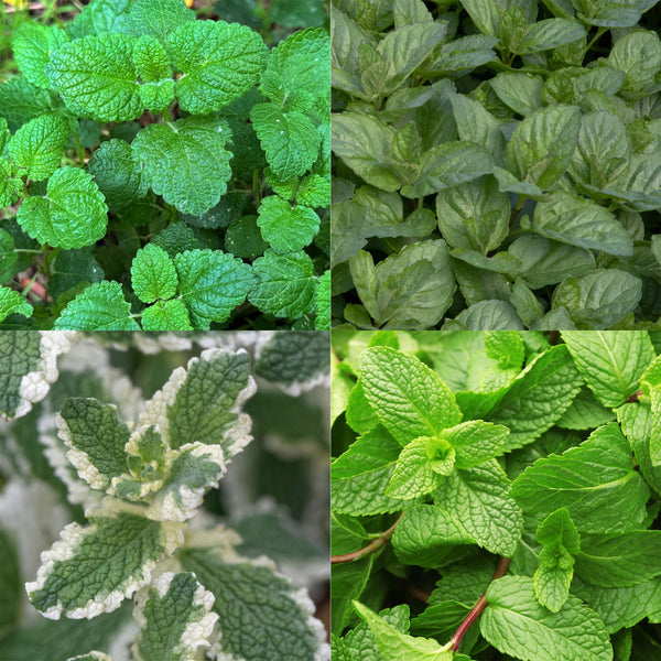 Green boutiQ - Staudenbeet-Paket - Teekräuter - 8 Stauden - 1 m2 - Verschiedene Farben - Wenig Pflege - Topf 11cm