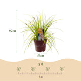 Green boutiQ - Ziergräser - Carex oshimensis Everillo - Gelb - 4 Pflanzen - Immergrün - Wenig Pflege - Topf 17cm Höhe 50cm