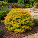 Green boutiQ - Terrassenpflanze - Japanischer Ahorn - Acer palmatum Summergold - Gelb - 2 Pflanzen - Laubabwerfend - Topf 19cm Höhe 70cm