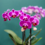 Orchidées violettes et Beaucarnea avec cache-pots Horizon violets - lot de 3 - pots Ø6 à Ø12 cm