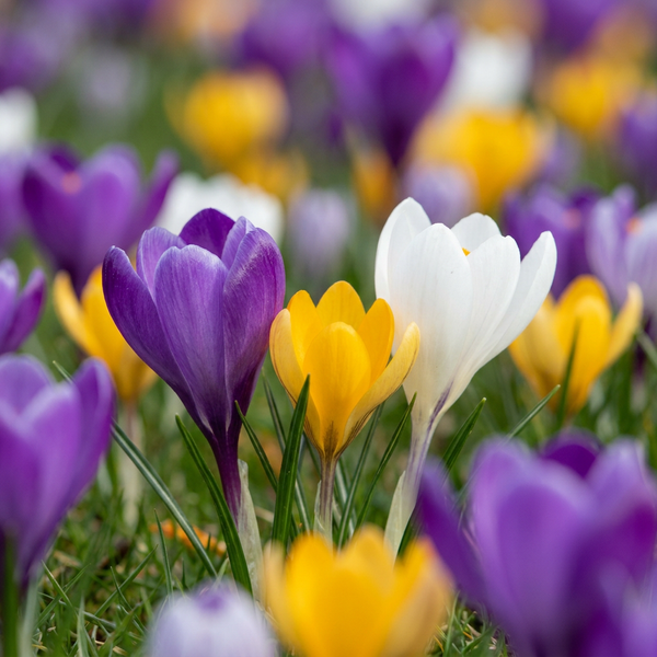 Crocus en mélange - calibre 7/8
