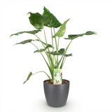 Green BoutiQ - Zimmerpflanzen - Alocasia Cucullata - Buddhas Hand - Pflegeleicht - Grün - 1 Pflanze - mit Übertopf Grau - Topf 21cm - Höhe 65-70cm