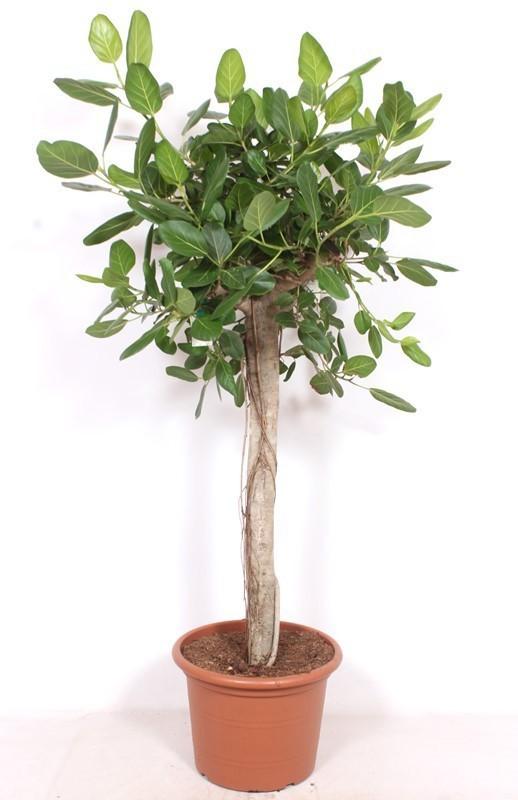 Ficus Benghalensis Luxusbaum - 200cm