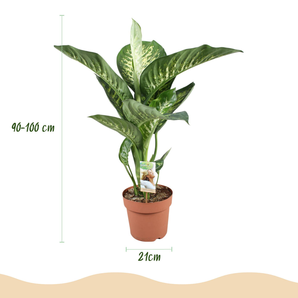 Green BoutiQ - Zimmerpflanzen - Dieffenbachia Tropic Snow - Dieffenbachia - Pflegeleicht - Grün - 1 Pflanze - mit Topf Grau - Topf 21cm - Höhe 90-100cm