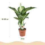 Green BoutiQ - Zimmerpflanzen - Dieffenbachia Tropic Snow - Dieffenbachia - Pflegeleicht - Grün - 1 Pflanze - mit Topf Grau - Topf 21cm - Höhe 90-100cm