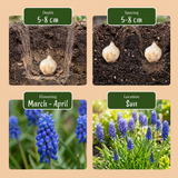 Muscari d'Arménie