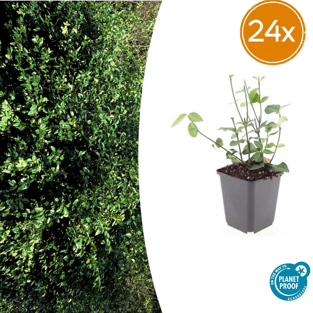 Fusain rampant Coloratus en godet - Euonymus fortunei - H 10-25 cm, pot Ø9 cm - photo 9