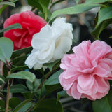 Green boutiQ - Sträucher - Camelia japonica Tricolour - Blüte Rosa, Weiß und Rot - 1 Pflanze - Immergrün - Topf 15cm Höhe 30cm