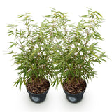 Green boutiQ - Grassen - Fargesia scabrida Asian Wonder - Nicht wuchernder Bambus - Immergrün - Grün - 2 Pflanzen - Topf 23 cm - Höhe 80 cm