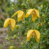 Clématite tangoute - Clematis tangutica - H 35 cm, pot Ø9 cm - photo 3
