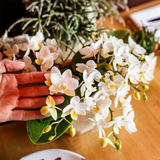 Kolibri Orchids | Scandic Blumentopf Ø9cm mit weißer Nazaré Orchidee – frisch vom Züchter