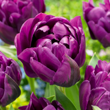 Tulipe double lilas - 96 bulbes