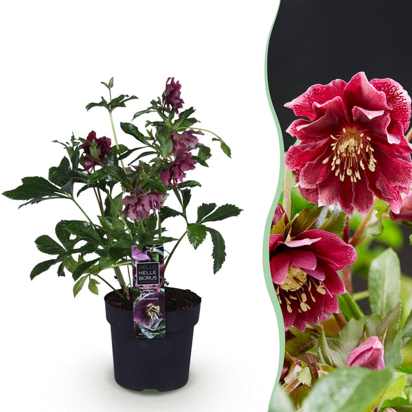 Green boutiQ - Gartenpflanze - Lenzrose - Helleborus orientalis Double Ellen Red - Rote Blüte - 1 Pflanze - Immergrün - Topf 14cm Höhe 35cm