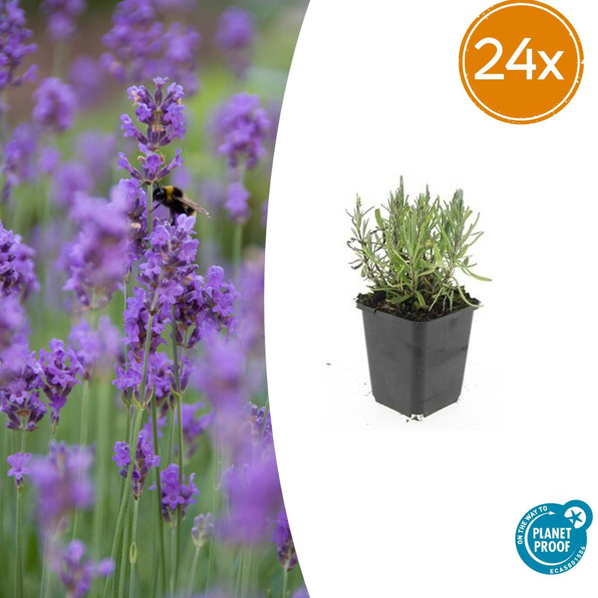 Lavande Munstead en godet - Lavandula angustifolia - H 10-25 cm, pot Ø9 cm - photo 9