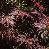 Green boutiQ - Terrassenpflanze - Japanischer Ahorn - Acer palmatum Trompenburg - Dunkellila - 2 Pflanzen - Laubabwerfend - Topf 19cm Höhe 70cm