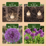 Ail d'ornement Purple Sensation