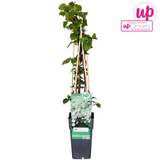 Hydrangea petiolaris - Kletterhortensie - Ø15cm - ↕65cm