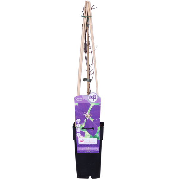 Waldrebe Jackmanii - Ø15cm - ↕65cm