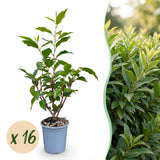 Laurier du Portugal Angustifolia pour haie - Prunus lusitanica - H 25-35 cm, pot Ø9 cm