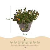 Green boutiQ - Bodendecker - Winterhart - Delosperma Jewel of Dessert - 4 Pflanzen - Farben Rot - Orange - Lila - Rosa - Pflegeleicht - Topf 14 Höhe 17