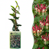 Chèvrefeuille du Japon Red World - Lonicera japonica - H 35 cm, pot Ø9 cm