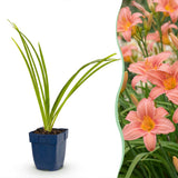 Hémérocalle Pink Damask - H 15-25 cm, pot Ø11 cm