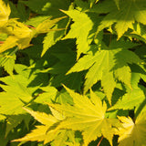 Green boutiQ - Terrassenpflanze - Japanischer Ahorn - Acer palmatum Jordan - Gelb - 2 Pflanzen - Laubabwerfend - Topf 19cm Höhe 70cm