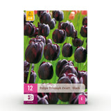 Green boutiQ - Blumenzwiebeln - Tulpe Triumph Black - Farbe Dunkellila - 15 Stück - Zwiebelgröße 11/12 - XXL Pack