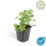 Géranium vivace Biokovo en godet - Geranium x cantabrigiense - H 10-25 cm, pot Ø9 cm - photo 3