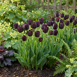 Tulipe noire - calibre 10/11