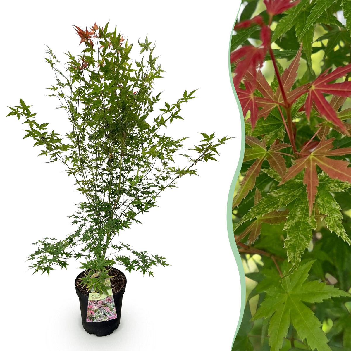Érable du Japon Phoenix - H 90 cm, pot Ø26 cm