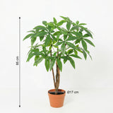 Künstliche Pachira Aquatica h86cm