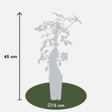 Parthenocissus henryana – Chinesischer Wilder Wein – Ø15cm – ↕65cm
