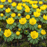 Green boutiQ - Blumenzwiebeln - Eranthis Cilicica - Farbe Gelb - 25 Stück - Zwiebelgröße 4/5 - XXL Pack