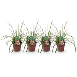 Green boutiQ - Ziergräser - Carex morrowii Ice Dance - Weiß & Grün - 4 Pflanzen - Immergrün - Wenig Pflege - Topf 17cm Höhe 50cm