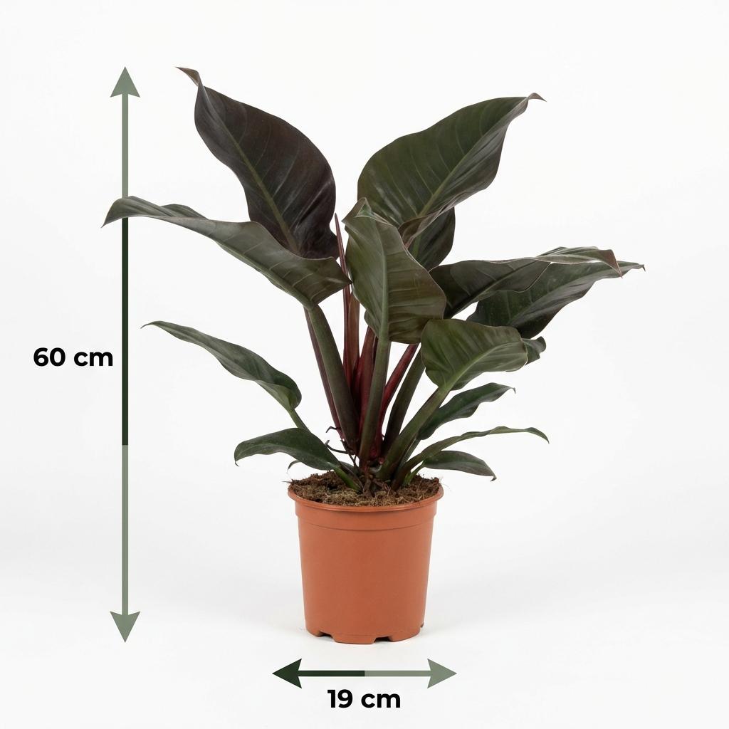 Green boutiQ - Zimmerpflanze - Philodendron - Philodendron Imperial Red - Rot - Wenig Pflege - 1 Pflanze - Topf 19cm - Höhe 60cm