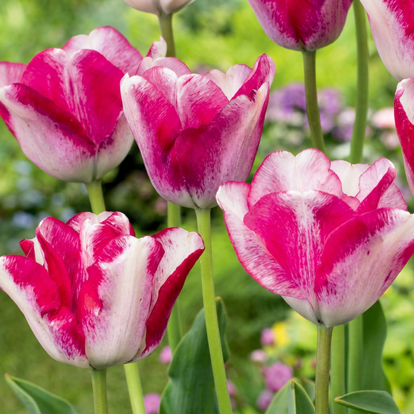Tulipe Mata Hari