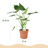 Green BoutiQ - Zimmerpflanzen - Alocasia Cucullata - Buddhas Hand - Pflegeleicht - Grün - 1 Pflanze - mit Übertopf Grau - Topf 21cm - Höhe 65-70cm