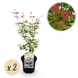 Green boutiQ - Terrassenpflanze - Japanischer Ahorn - Acer palmatum Phoenix - Rosa - 2 Pflanzen - Laubabwerfend - Topf 19cm Höhe 70cm