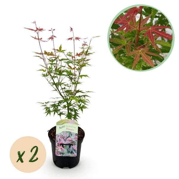 Green boutiQ - Terrassenpflanze - Japanischer Ahorn - Acer palmatum Phoenix - Rosa - 2 Pflanzen - Laubabwerfend - Topf 19cm Höhe 70cm