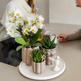 Kolibri Orchids | Geschenkset Slow Living | Grüne Pflanzen mit weißen Phalaenopsis Orchideen Lausanne in beigefarbenen Keramikübertöpfen auf weißem Tablett