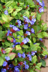 Plumbago rampant en godet - Ceratostigma plumbaginoides - H 10-25 cm, pot Ø9 cm - photo 5