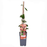 Chèvrefeuille des bois Belgica - Lonicera periclymenum - H 65 cm, pot Ø15 cm