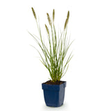 Pennisetum Hameln - H 15-25 cm, pot Ø11 cm