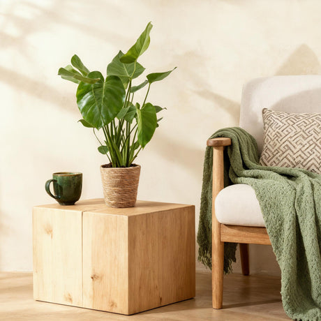 Green BoutiQ - Green is... Zimmerpflanzen - Monstera Deliciosa - Fensterblatt - Pflegeleicht - Grün - 1 Pflanze - Topf 17cm - Höhe 50-55cm