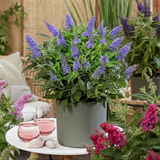 Green boutiQ - Gartenpflanze - Buddleja davidii Butterfly Candy Little Lila - Schmetterlingsflieder - Kompakt - Lila - 1 Pflanze - Topf 12cm - Höhe 20-25cm